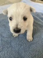 Wyatt, a male West Highland White Terrier for sale in Hammonton, NJ – 1 of 1
