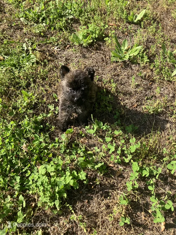 Coco – Cairn Terrier puppy for sale in Hammonton, NJ