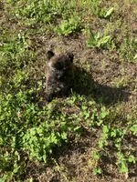 Coco, a female Cairn Terrier for sale in Hammonton, NJ – 1 of 1