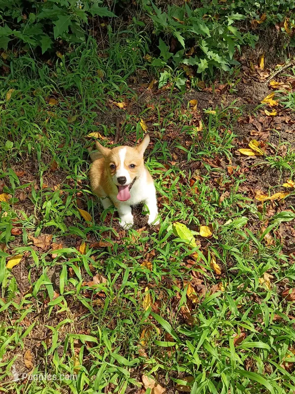 Poppy – Pembroke Welsh Corgi puppy for sale in Hammonton, NJ
