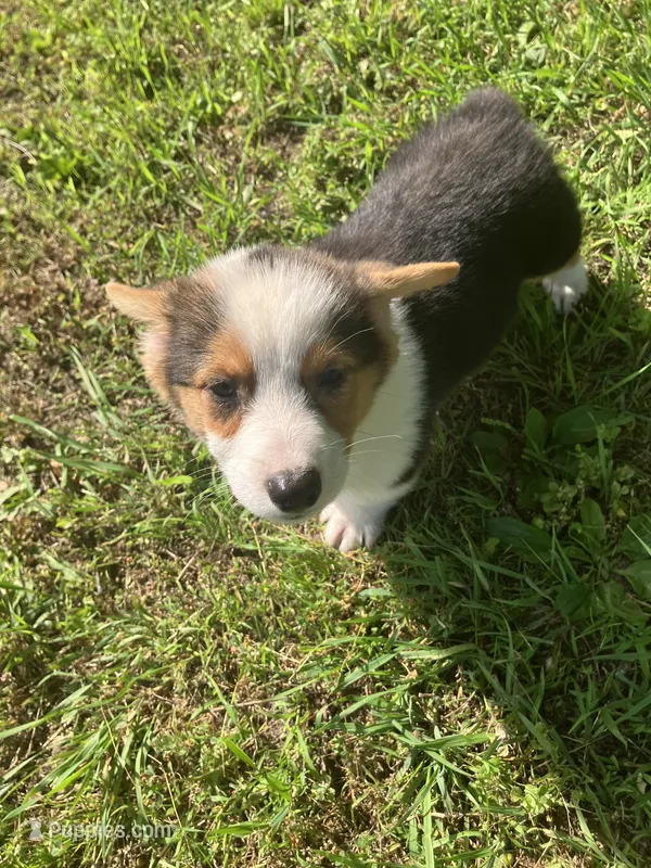Prince – Pembroke Welsh Corgi puppy for sale in Hammonton, NJ