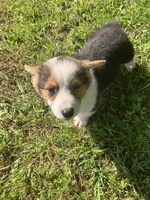 Prince, a male Pembroke Welsh Corgi for sale in Hammonton, NJ – 1 of 1