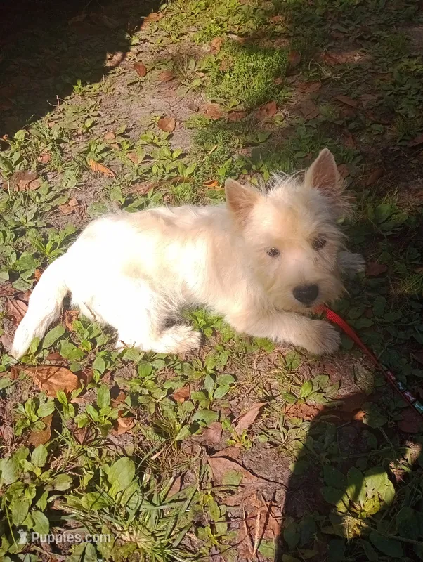 Angel  – West Highland White Terrier puppy for sale in Hammonton, NJ