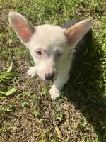 Patty, a male Pembroke Welsh Corgi for sale in Hammonton, NJ – 2 of 2