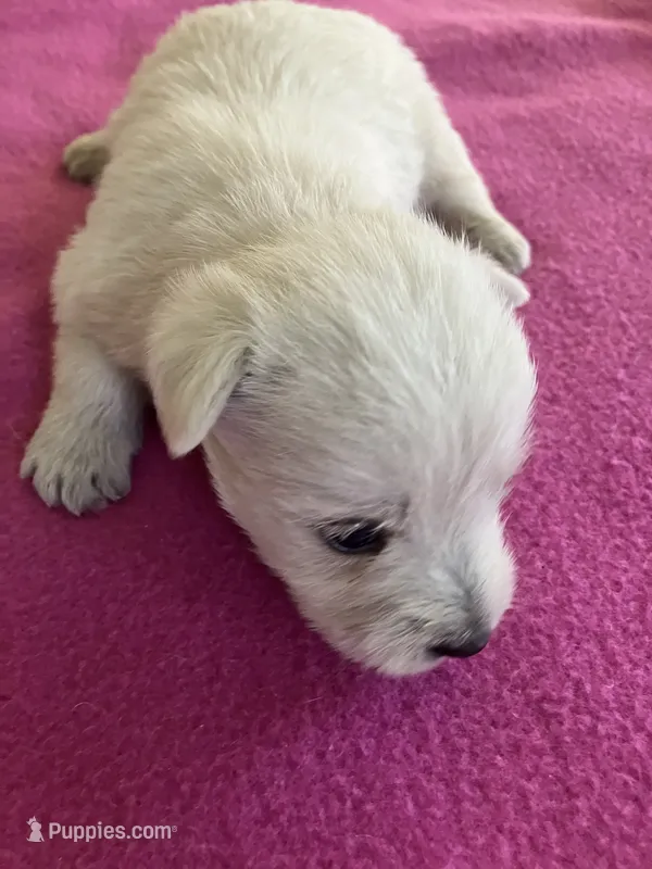 Whimsy – West Highland White Terrier puppy for sale in Hammonton, NJ