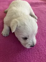 Whimsy, a female West Highland White Terrier for sale in Hammonton, NJ – 1 of 1
