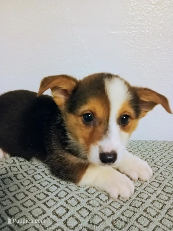 Palmer.  AKC – Pembroke Welsh Corgi puppy for sale in Hammonton, NJ