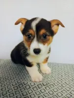 Palmer.  AKC, a male Pembroke Welsh Corgi for sale in Hammonton, NJ – Photo 2 of 3