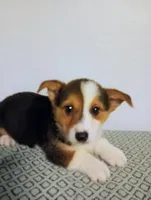 Palmer.  AKC, a male Pembroke Welsh Corgi for sale in Hammonton, NJ – Photo 3 of 3