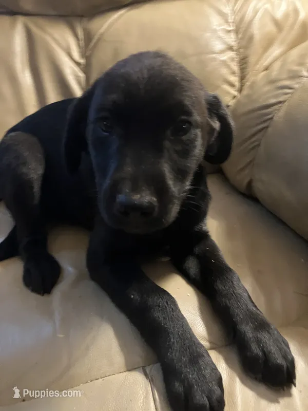 Lilly – Labrador Retriever puppy for sale in Hammonton, NJ