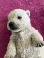 Wendy, a female West Highland White Terrier for sale in Hammonton, NJ – 1 of 1