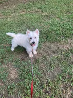 Angel , a female West Highland White Terrier for sale in Hammonton, NJ – 3 of 3