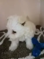 Walter, a male West Highland White Terrier for sale in Tampa, FL – Photo 1 of 2