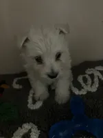 Walter, a male West Highland White Terrier for sale in Tampa, FL – Photo 2 of 2