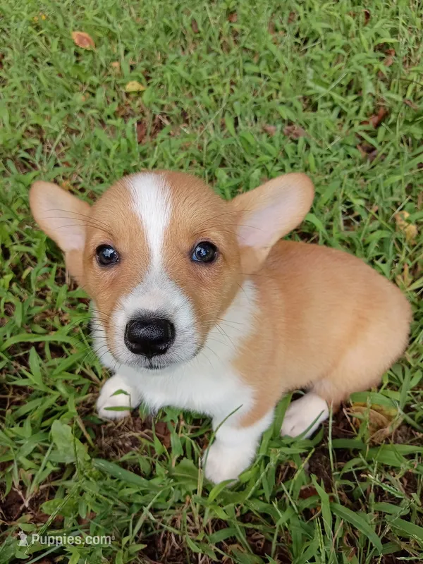 Peggy Sue – Pembroke Welsh Corgi puppy for sale in Hammonton, NJ