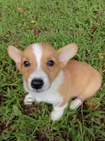 Peggy Sue, a female Pembroke Welsh Corgi for sale in Hammonton, NJ – 1 of 1