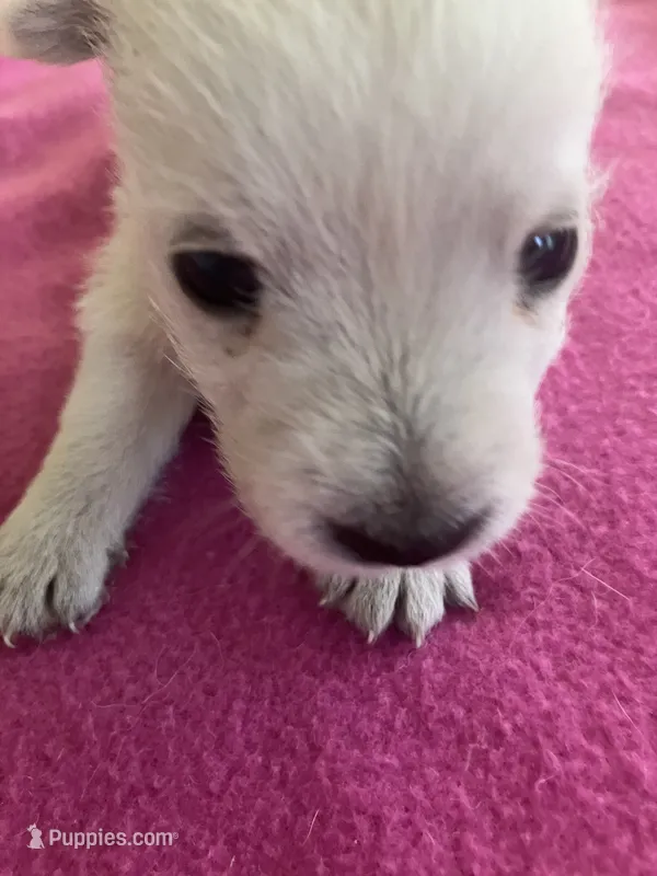 Willa – West Highland White Terrier puppy for sale in Hammonton, NJ