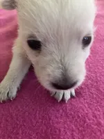 Willa, a female West Highland White Terrier for sale in Hammonton, NJ – 1 of 1