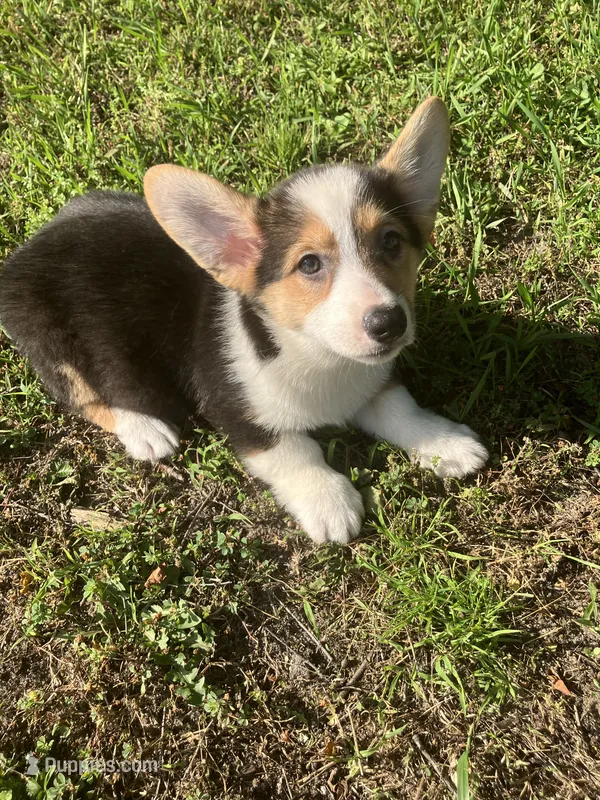 Peter – Pembroke Welsh Corgi puppy for sale in Hammonton, NJ