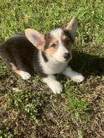 Peter, a male Pembroke Welsh Corgi for sale in Hammonton, NJ – 1 of 1