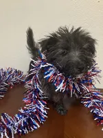 Carla, a female Cairn Terrier for sale in Hammonton, NJ – 2 of 2