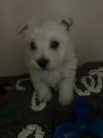 Wayne, a male West Highland White Terrier for sale in Tampa, FL – Photo 2 of 2
