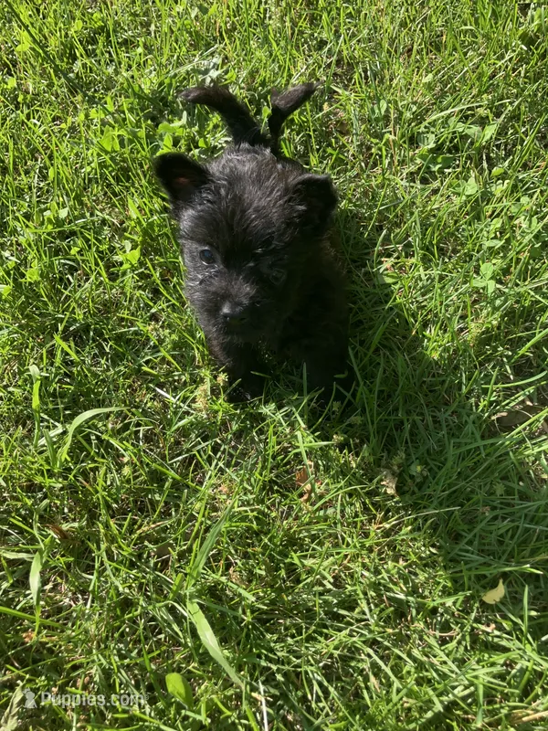 Carly – Cairn Terrier puppy for sale in Hammonton, NJ