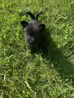 Carly, a female Cairn Terrier for sale in Hammonton, NJ – 1 of 2