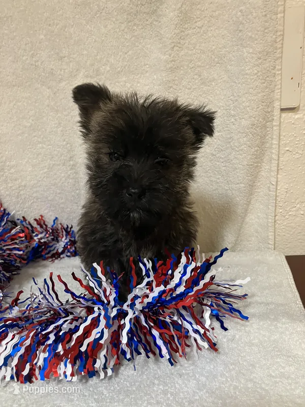 Cassi – Cairn Terrier puppy for sale in Hammonton, NJ