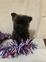 Cassi, a female Cairn Terrier for sale in Hammonton, NJ – 1 of 1