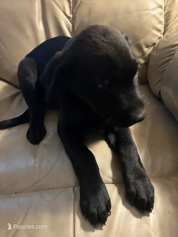 Larry – Labrador Retriever puppy for sale in Hammonton, NJ
