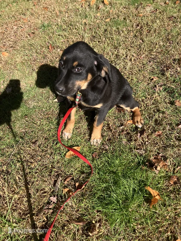 Raven – Rottweiler, Labrador Retriever puppy for sale in Hammonton, NJ