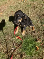Raven, a female Rottweiler and Labrador Retriever for sale in Hammonton, NJ – 1 of 2