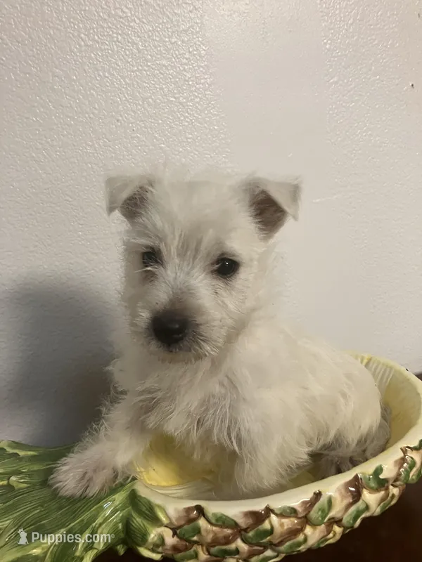 Angel  – West Highland White Terrier puppy for sale in Hammonton, NJ