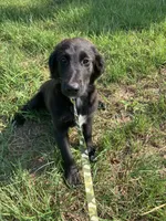 Lola, a female Collie and Labrador Retriever for sale in Hammonton, NJ – 1 of 2
