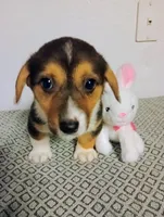 Poppy.  AKC, a female Pembroke Welsh Corgi for sale in Hammonton, NJ – Photo 3 of 4