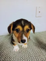 Poppy.  AKC, a female Pembroke Welsh Corgi for sale in Hammonton, NJ – Photo 4 of 4