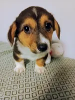 Poppy.  AKC, a female Pembroke Welsh Corgi for sale in Hammonton, NJ – Photo 1 of 4