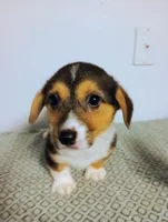 Poppy.  AKC, a female Pembroke Welsh Corgi for sale in Hammonton, NJ – Photo 2 of 4