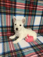 Winona, a female West Highland White Terrier for sale in Hammonton, NJ – 1 of 1