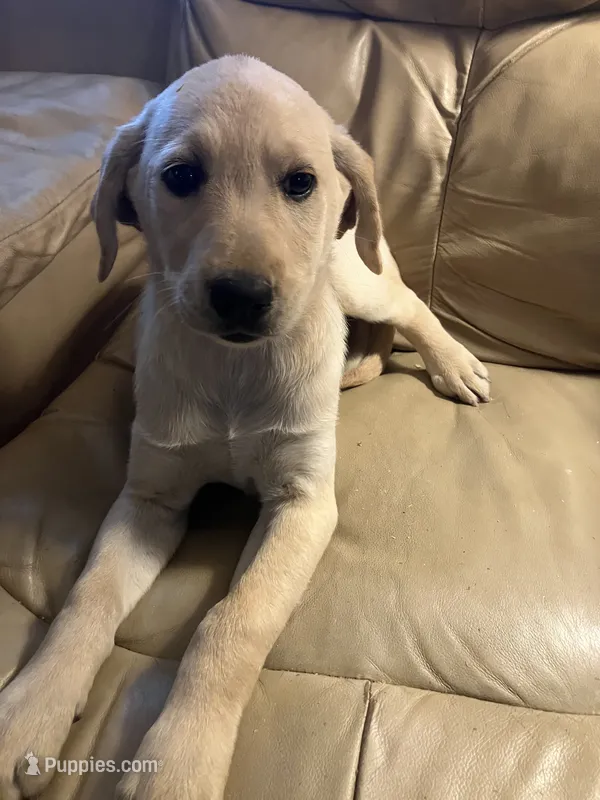 Libby – Labrador Retriever puppy for sale in Hammonton, NJ