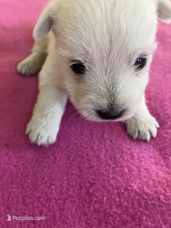 Whisper – West Highland White Terrier puppy for sale in Hammonton, NJ