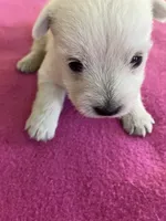Whisper, a female West Highland White Terrier for sale in Hammonton, NJ – 1 of 1