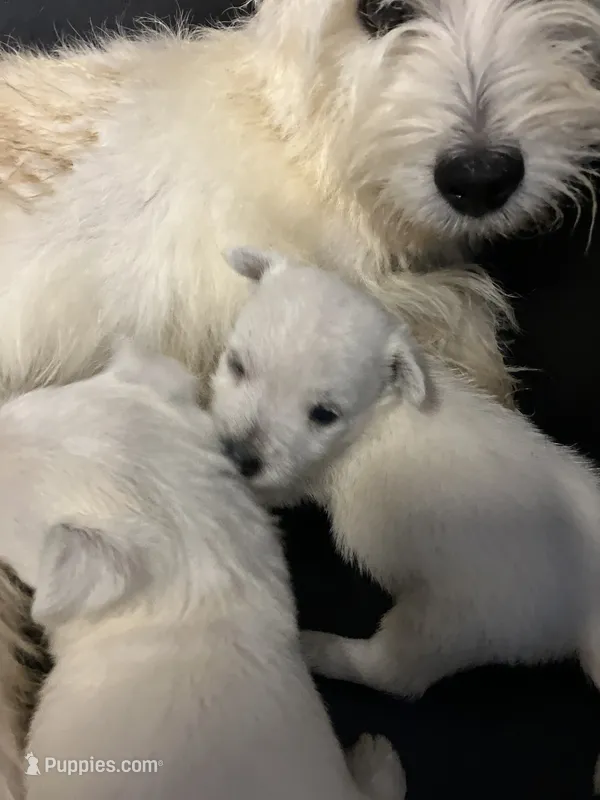 Willy – West Highland White Terrier puppy for sale in Hammonton, NJ