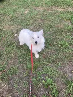 Mac, a male West Highland White Terrier for sale in Hammonton, NJ – 4 of 4