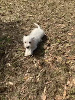 Misty, a female West Highland White Terrier for sale in Hammonton, NJ – 1 of 2