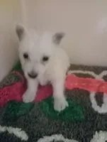 Wendy, a female West Highland White Terrier for sale in Tampa, FL – Photo 1 of 2