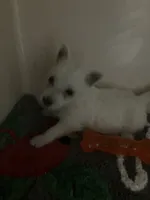 Wendy, a female West Highland White Terrier for sale in Tampa, FL – Photo 2 of 2