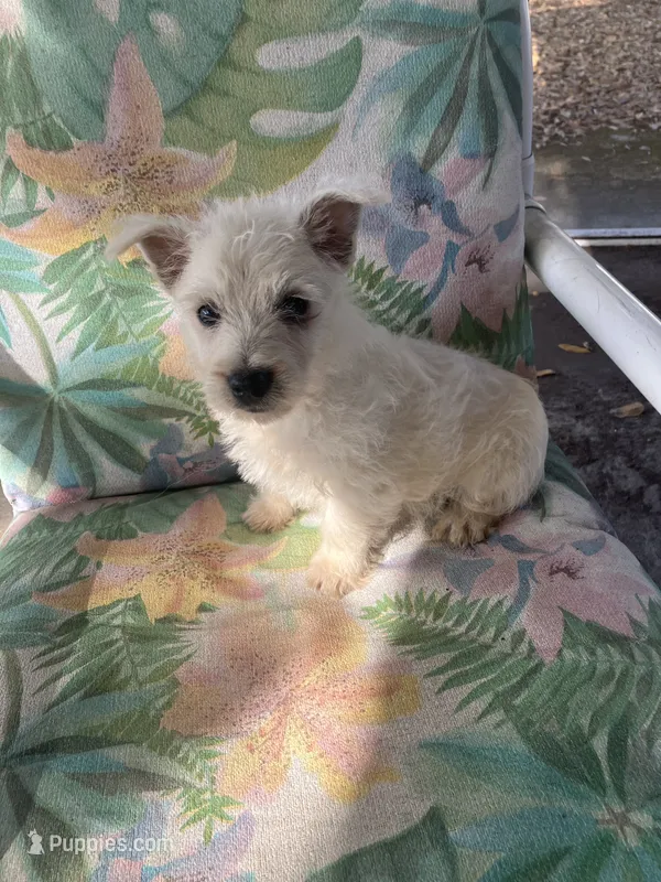 Whimsy – West Highland White Terrier puppy for sale in Hammonton, NJ