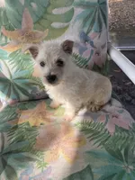 Whimsy, a female West Highland White Terrier for sale in Hammonton, NJ – 1 of 1